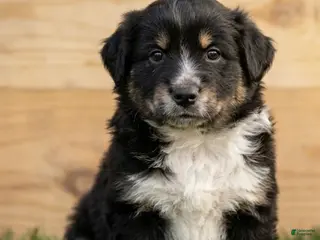 Mixed Breed dogs Chase - Ad 7