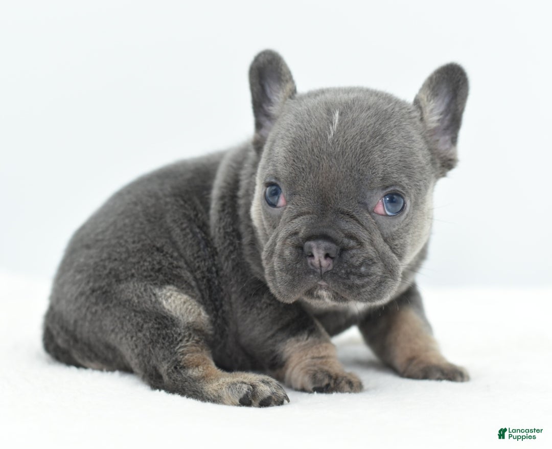 Mixed Breed dogs for sale: Queen lilac tricolor  - Ad 17