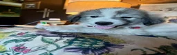 Great Pyrenees dogs for sale: Jinx - Ad 5
