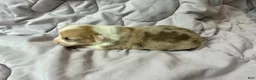 American Corgi dogs for sale: Sable Merle male - Ad 3