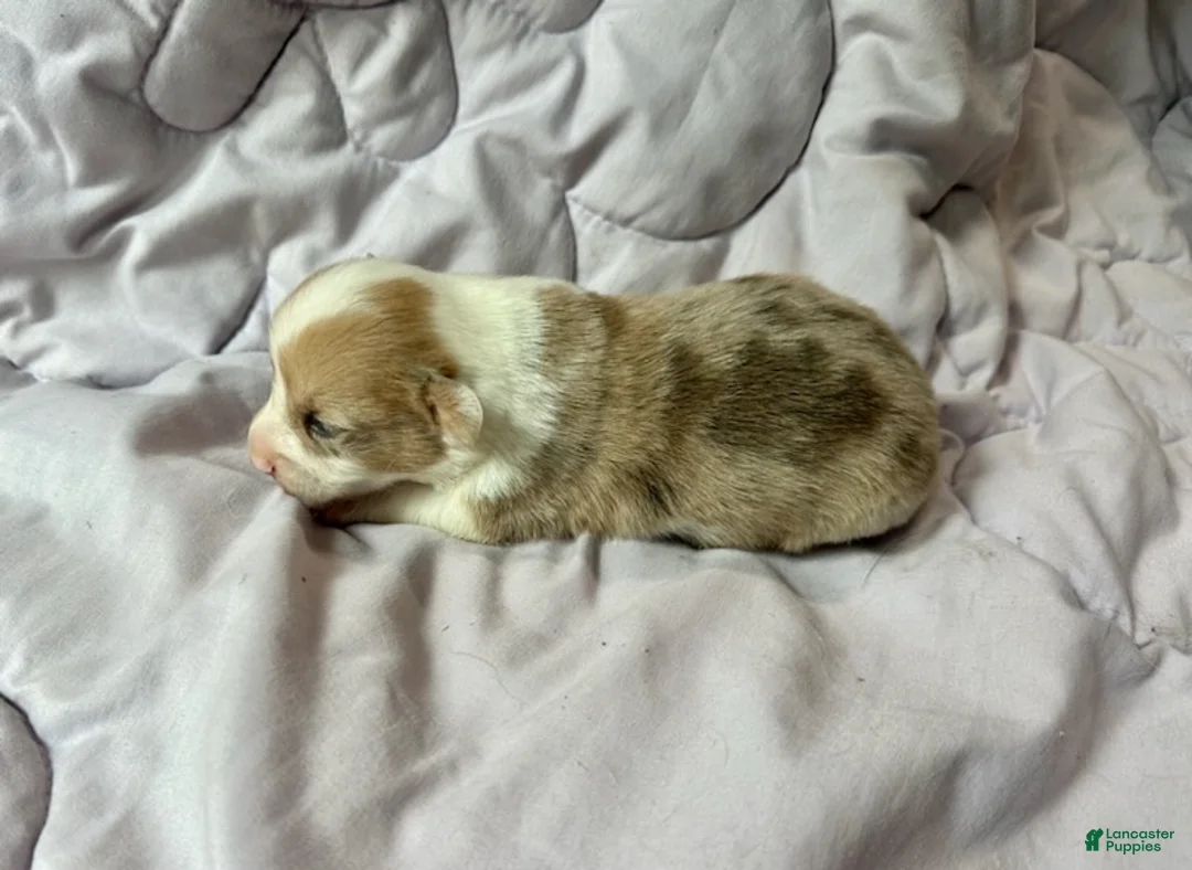 American Corgi dogs for sale: Sable Merle male - Ad 3