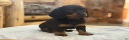 Miniature Dachshund dogs for sale: Pixie - Ad 3