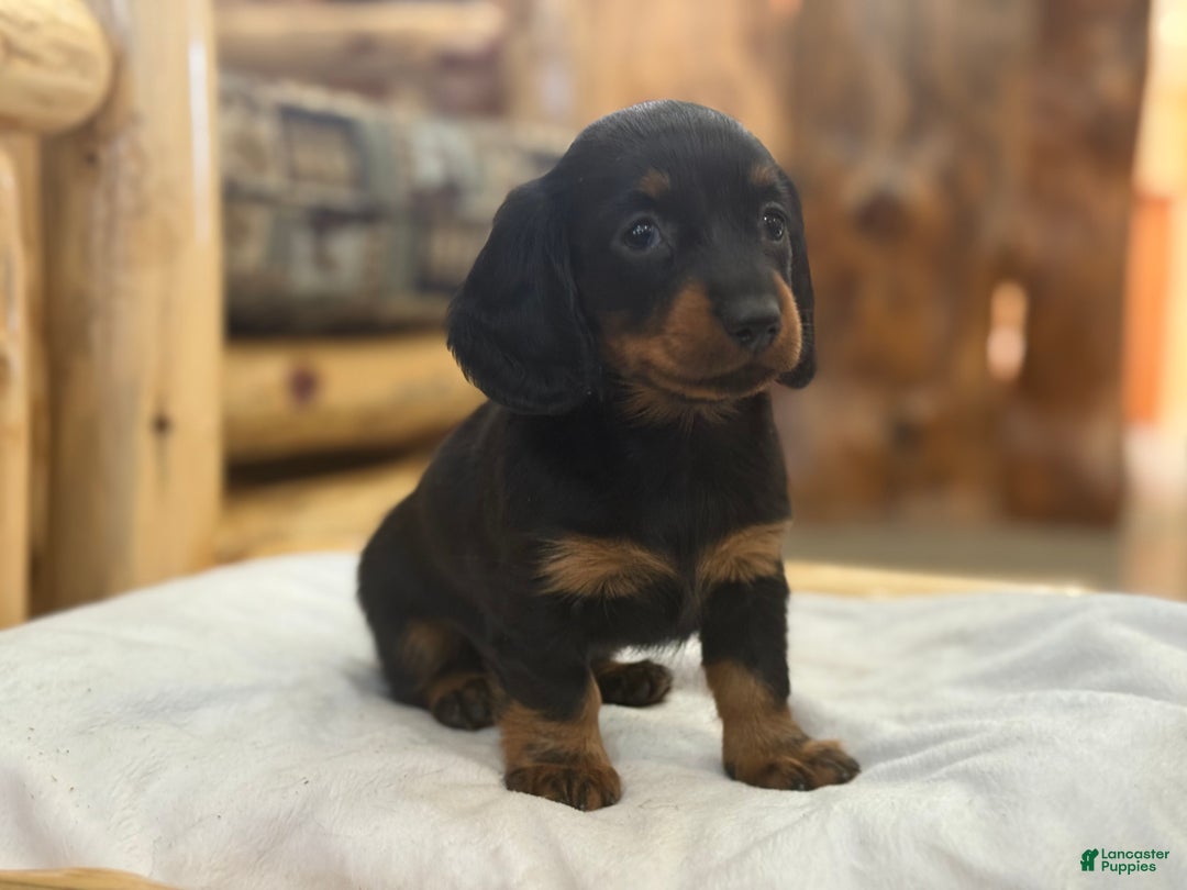 Miniature Dachshund dogs for sale: Pixie - Ad 3