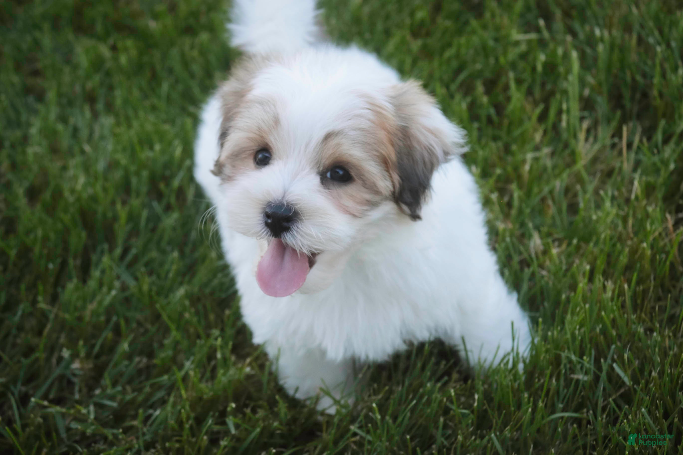 Havanese dogs Emma Havanese Puppy  - Ad 1