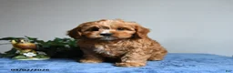 Cavapoo dogs for sale: Rocky  - Ad 15