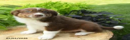 Australian Shepherd dogs for sale: Simba - Ad 3