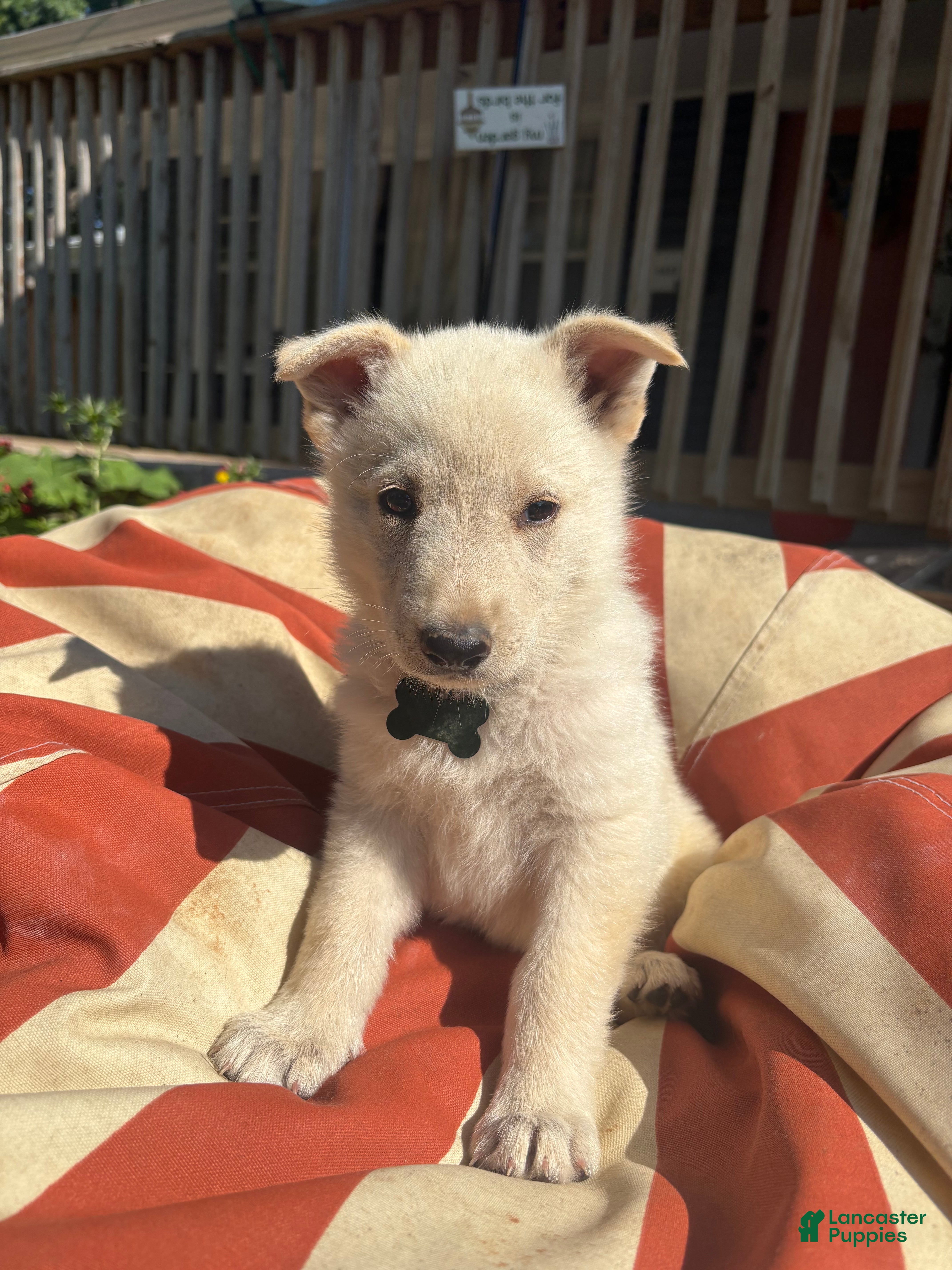 German Shepherd dogs Everest - Ad 27