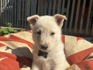 German Shepherd dogs Everest - Ad 27