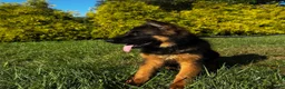 German Shepherd dogs for sale: Purple  - Ad 5