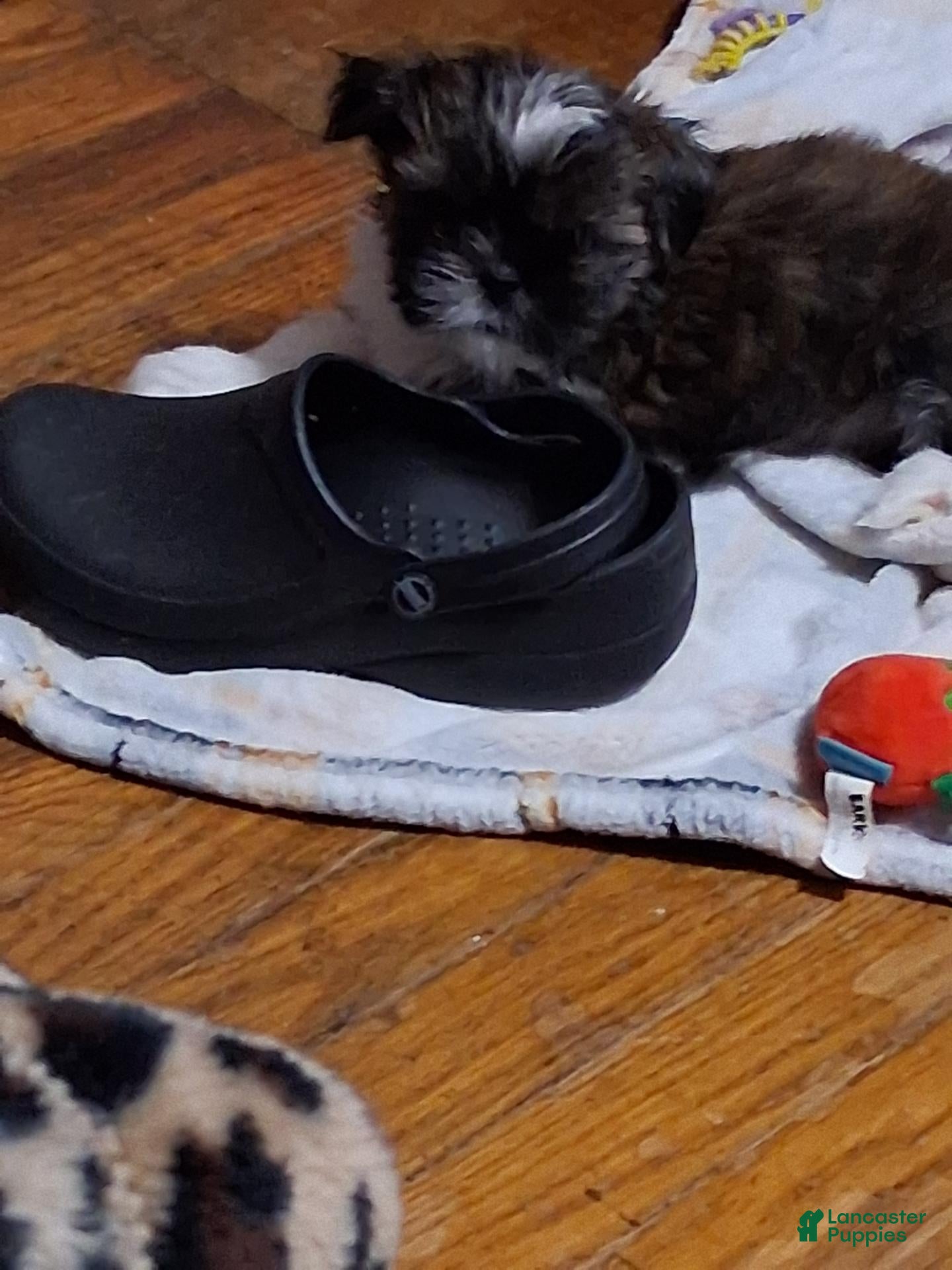 Shih Tzu dogs Shih Tzu 1 - Ad 23