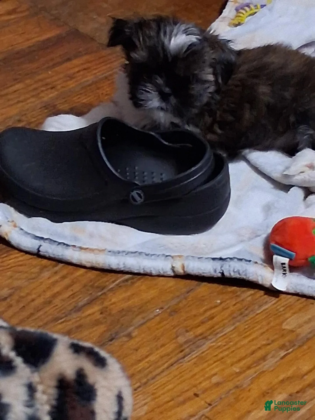 Shih Tzu dogs for sale: Shih Tzu 1 - Ad 1