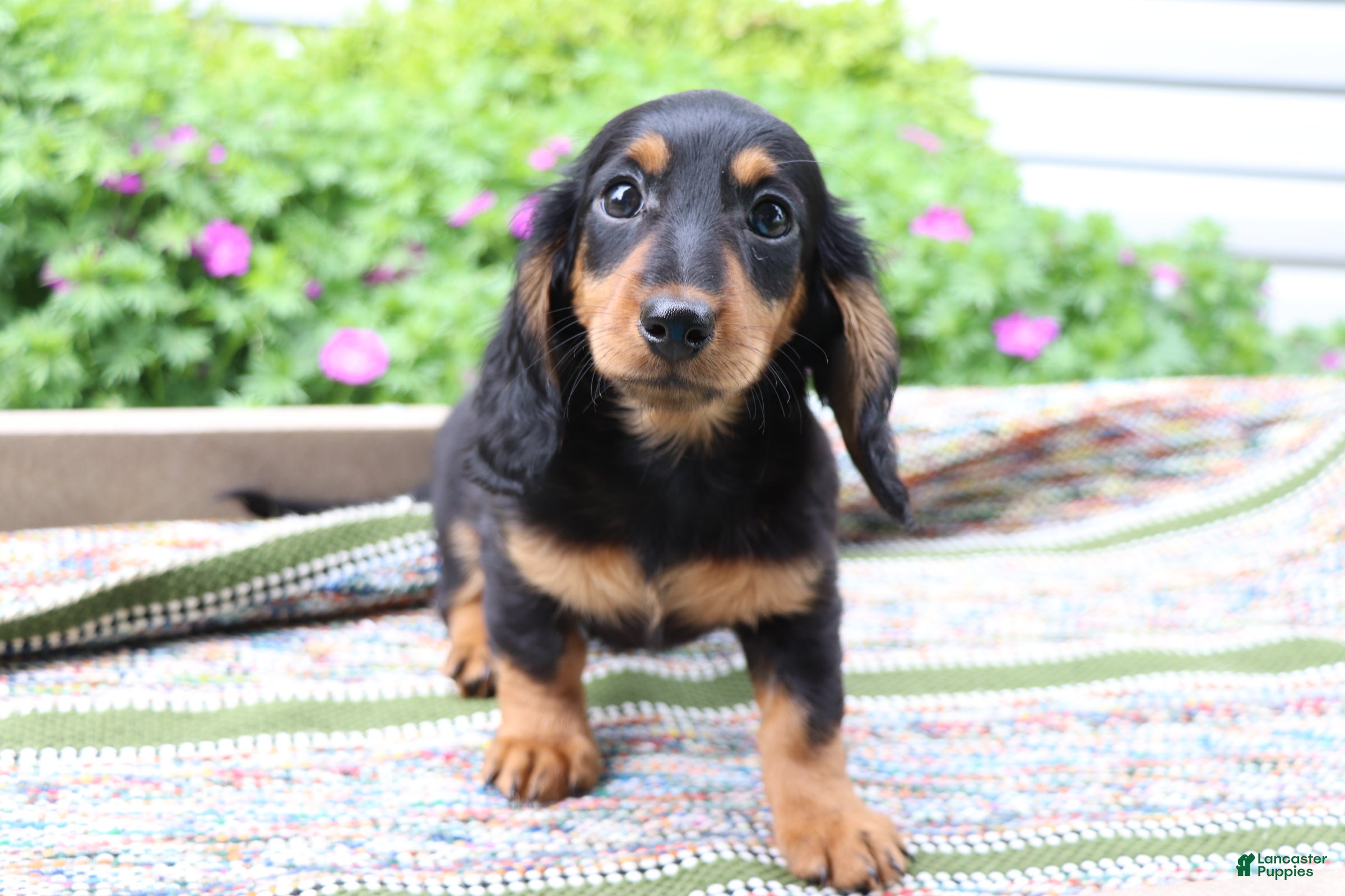 Miniature Dachshund dogs Fudge - Ad 2