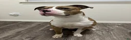 Mixed Breed dogs for sale: Mixed Breed 1 - Ad 11