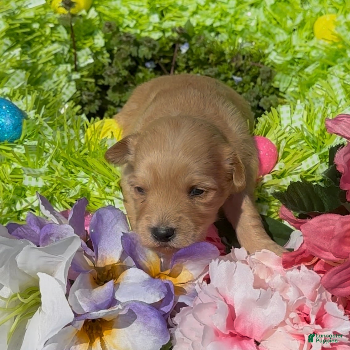 Mini Goldendoodle dogs Lily - Ad 2