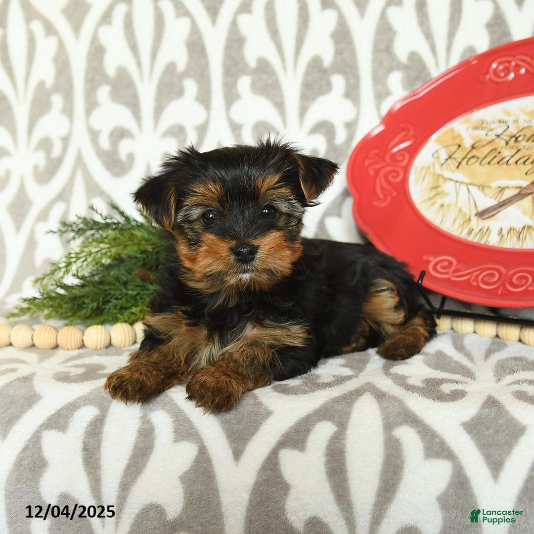 Yorkiepoo dogs for sale: Davon  - Ad 3