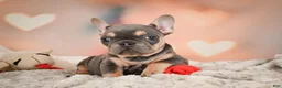 French Bulldog dogs for sale: Annie - Ad 5