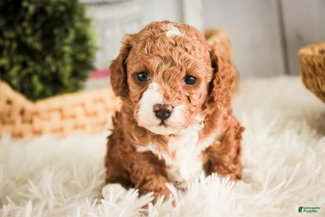 Miniature Poodle dogs for sale: Ellie - Ad 4