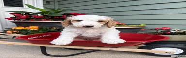 Goldendoodle Puppy 1 - Blue - Male