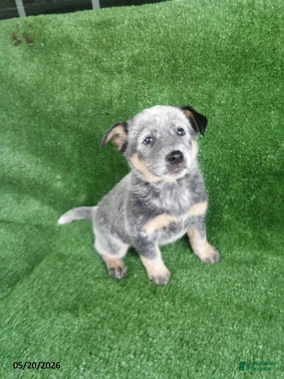 Australian Cattle Dog dogs for sale: Page - Ad 1
