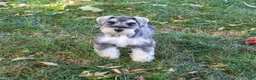 Miniature Schnauzer dogs for sale: Roosevelt - Ad 5