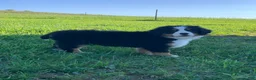 Bernese Mountain Dog dogs for sale: Fern - Ad 4