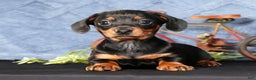 Miniature Dachshund dogs for sale: Noel - Ad 3