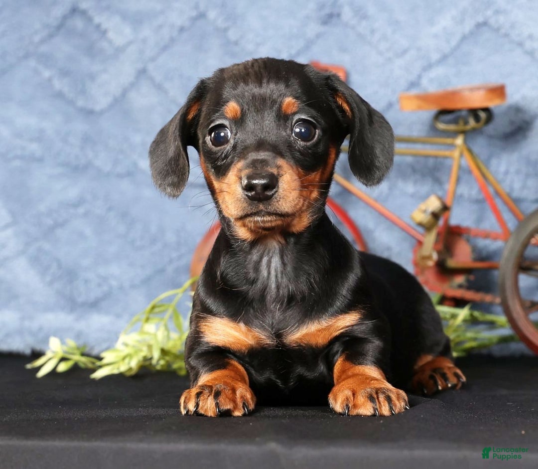 Miniature Dachshund dogs for sale: Noel - Ad 3