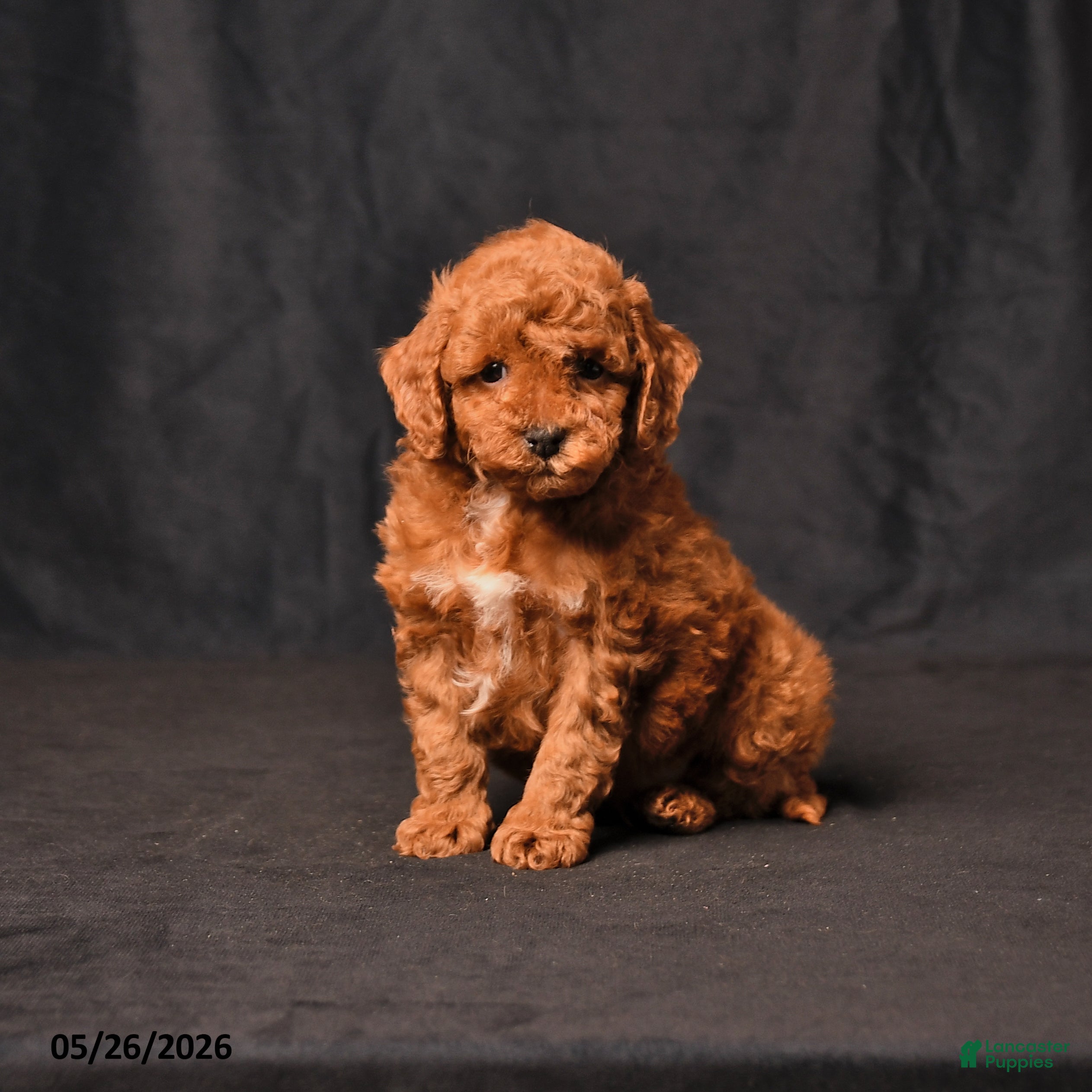 Toy Poodle dogs Biscuit - Ad 1