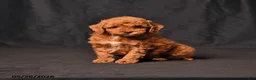 Toy Poodle dogs for sale: Biscuit - Ad 1