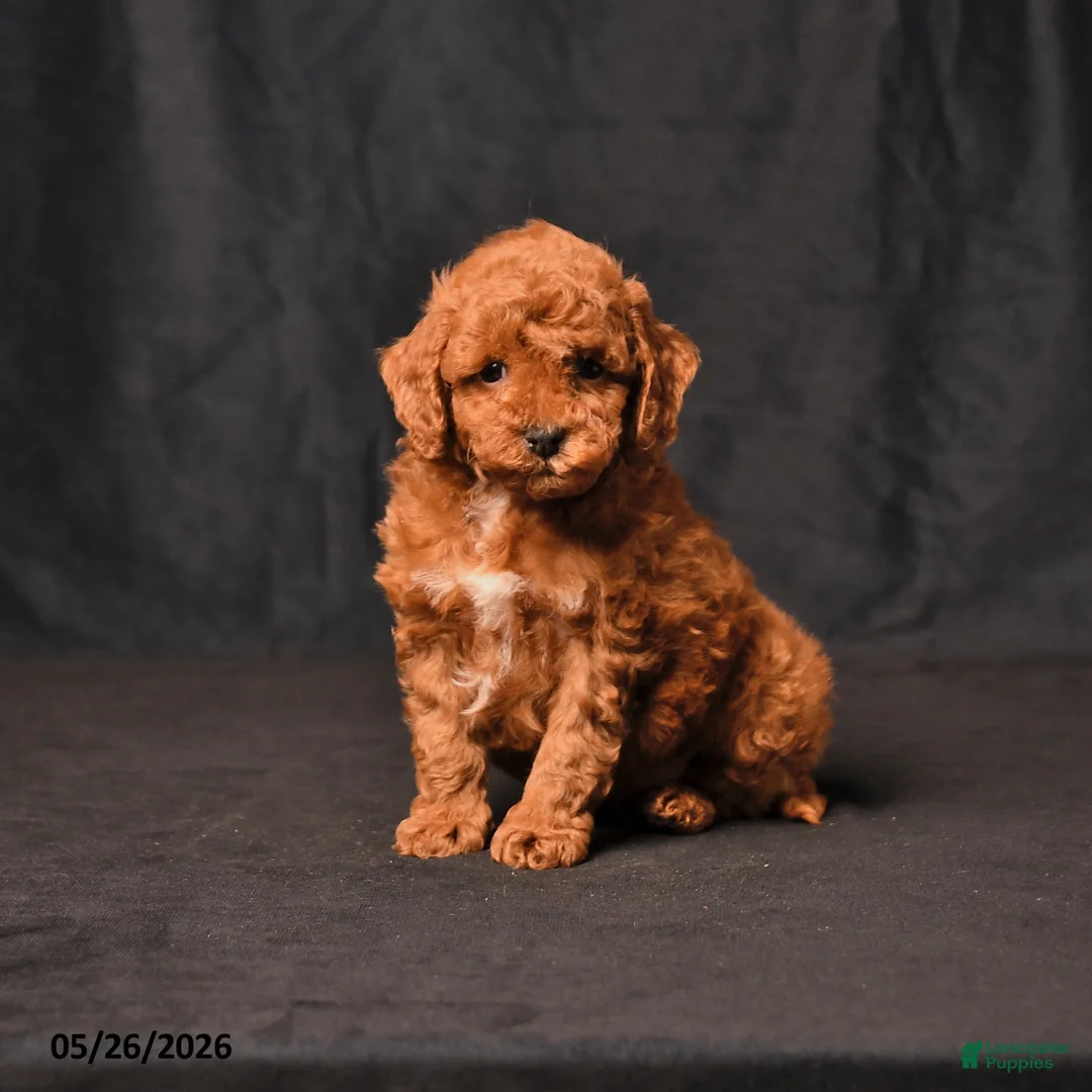 Toy Poodle dogs for sale: Biscuit - Ad 1