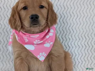 Golden Retriever dogs Miss Rosie - Ad 16