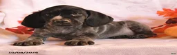 German Shorthaired Pointer dogs for sale: Cheif - Ad 2