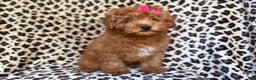 Mini Aussiedoodle dogs for sale: Jade - Ad 3