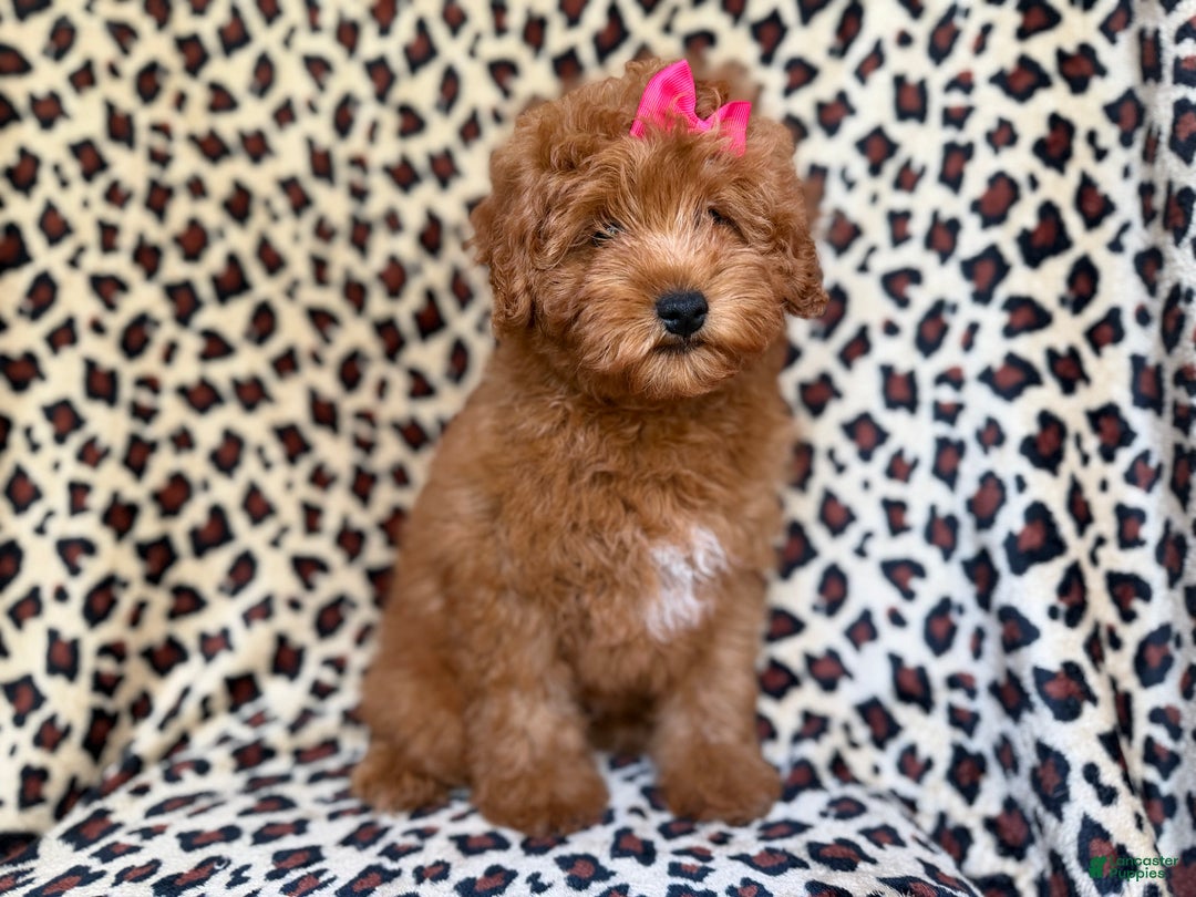 Mini Aussiedoodle dogs for sale: Jade - Ad 3