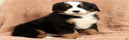 Bernese Mountain Dog dogs for sale: Clay - Ad 3