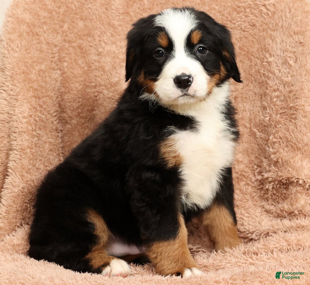 Bernese Mountain Dog dogs for sale: Clay - Ad 3