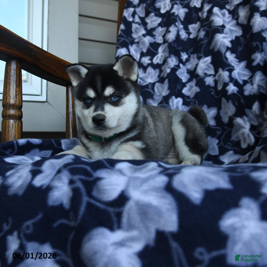 Alaskan Klee Kai dogs Misty - Ad 2