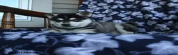 Alaskan Klee Kai dogs for sale: Misty - Ad 2