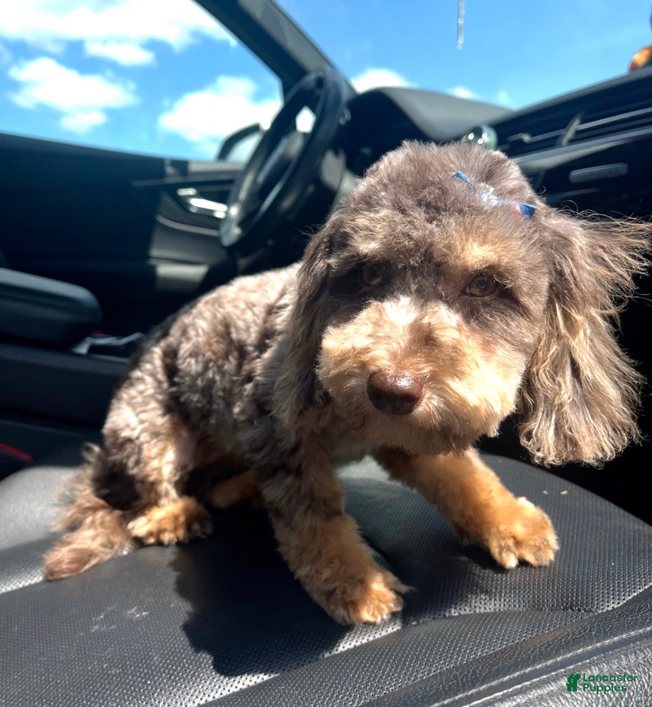 Miniature Poodle dogs Miniature Poodle 1 - Ad 3