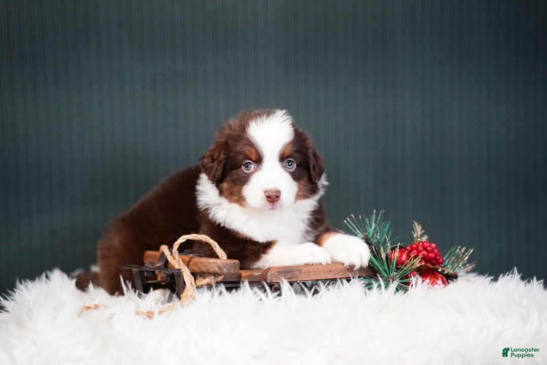 Miniature Australian Shepherd dogs for sale: Bentley - Ad 4