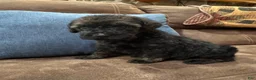 Standard Poodle dogs for sale: Mocha - Ad 3
