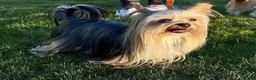 Yorkshire Terrier dogs for sale: Yorkshire Terrier Puppy 1 - Ad 8
