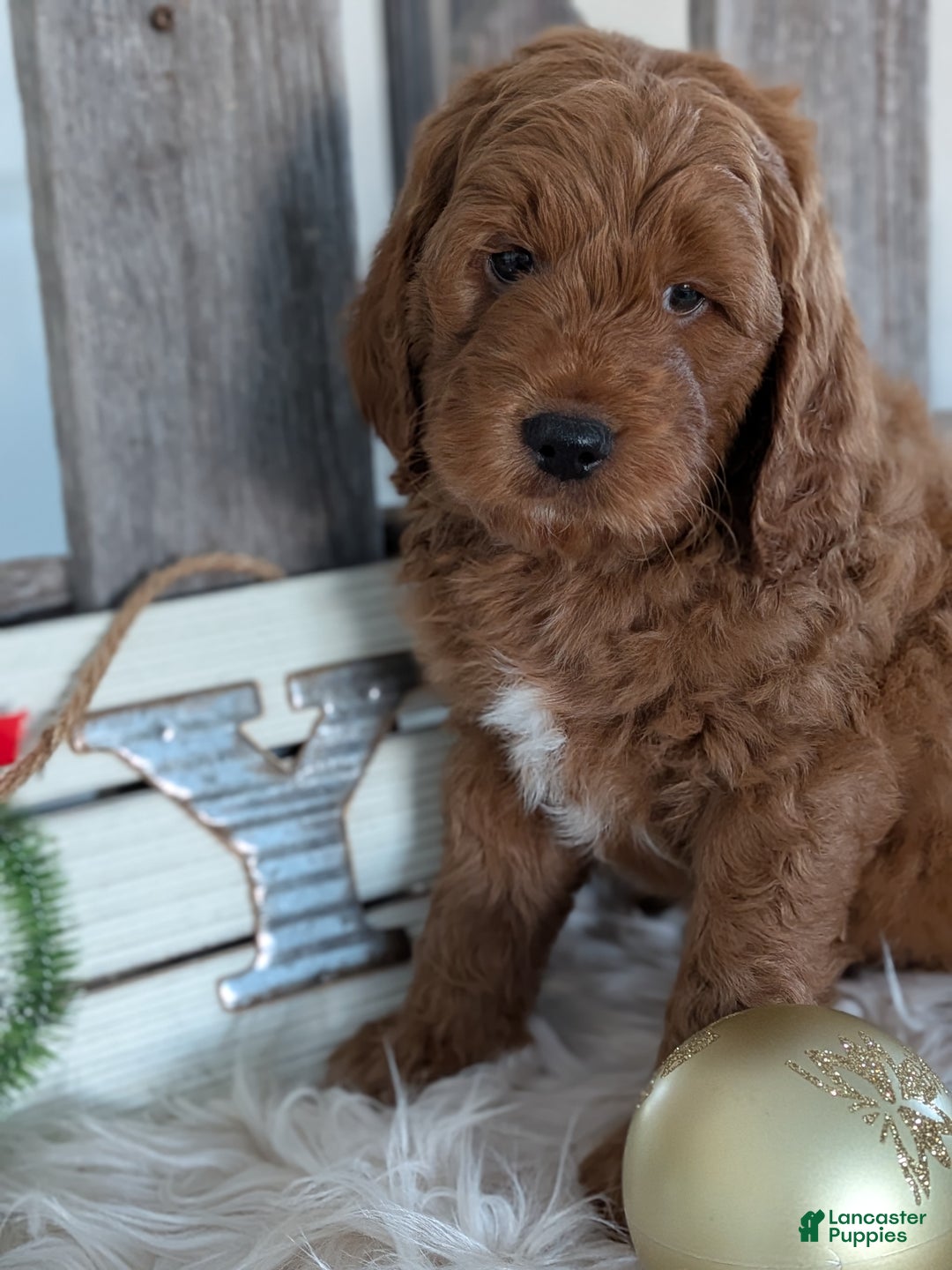 Goldendoodle dogs for sale: Rover  - Ad 3