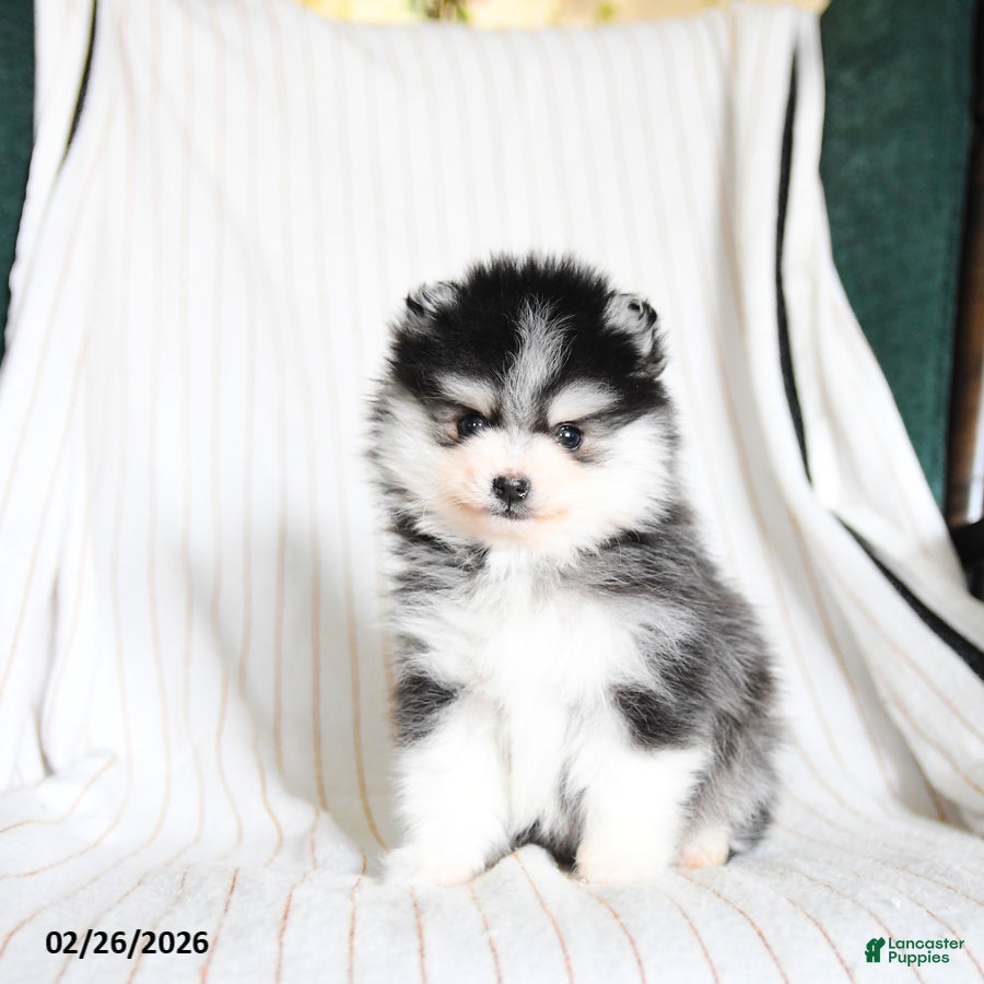 Pomsky dogs Puffin - Ad 2