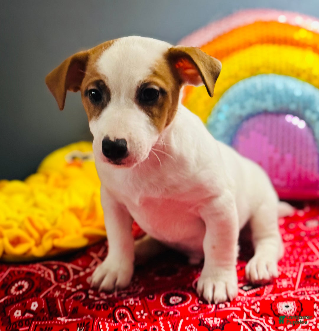 Jack Russell Terrier dogs for sale: Snoop  - Ad 6