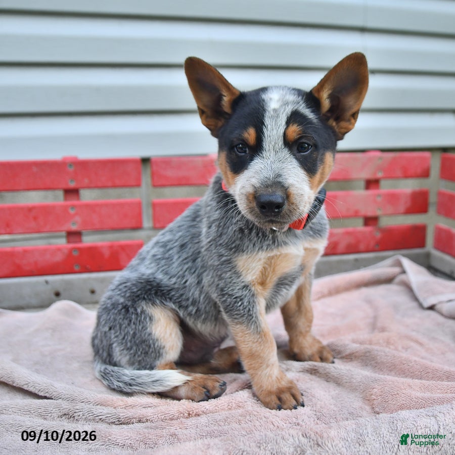 Australian Cattle Dog dogs Rex - Ad 2