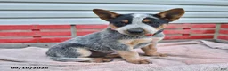 Australian Cattle Dog dogs for sale: Rex - Ad 2