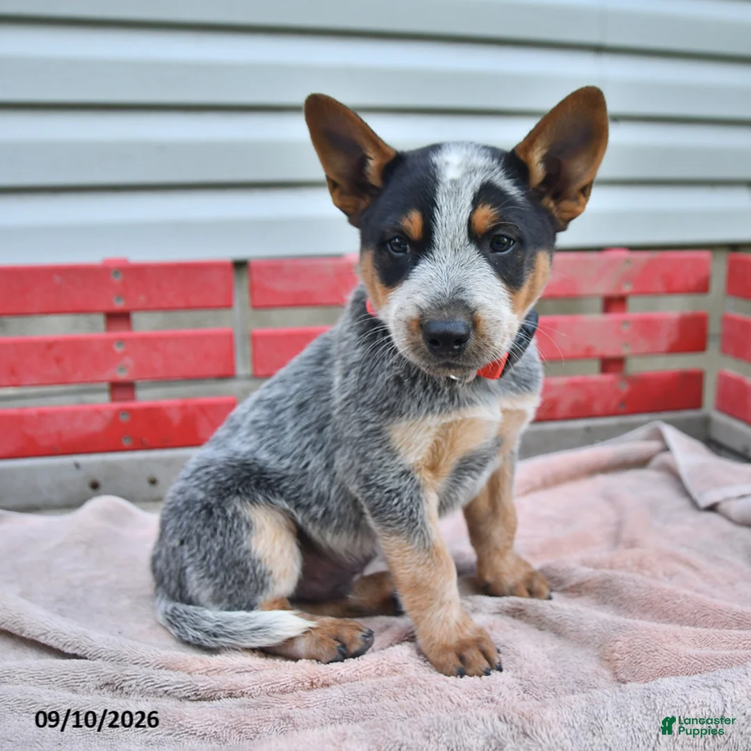 Australian Cattle Dog dogs for sale: Rex - Ad 2