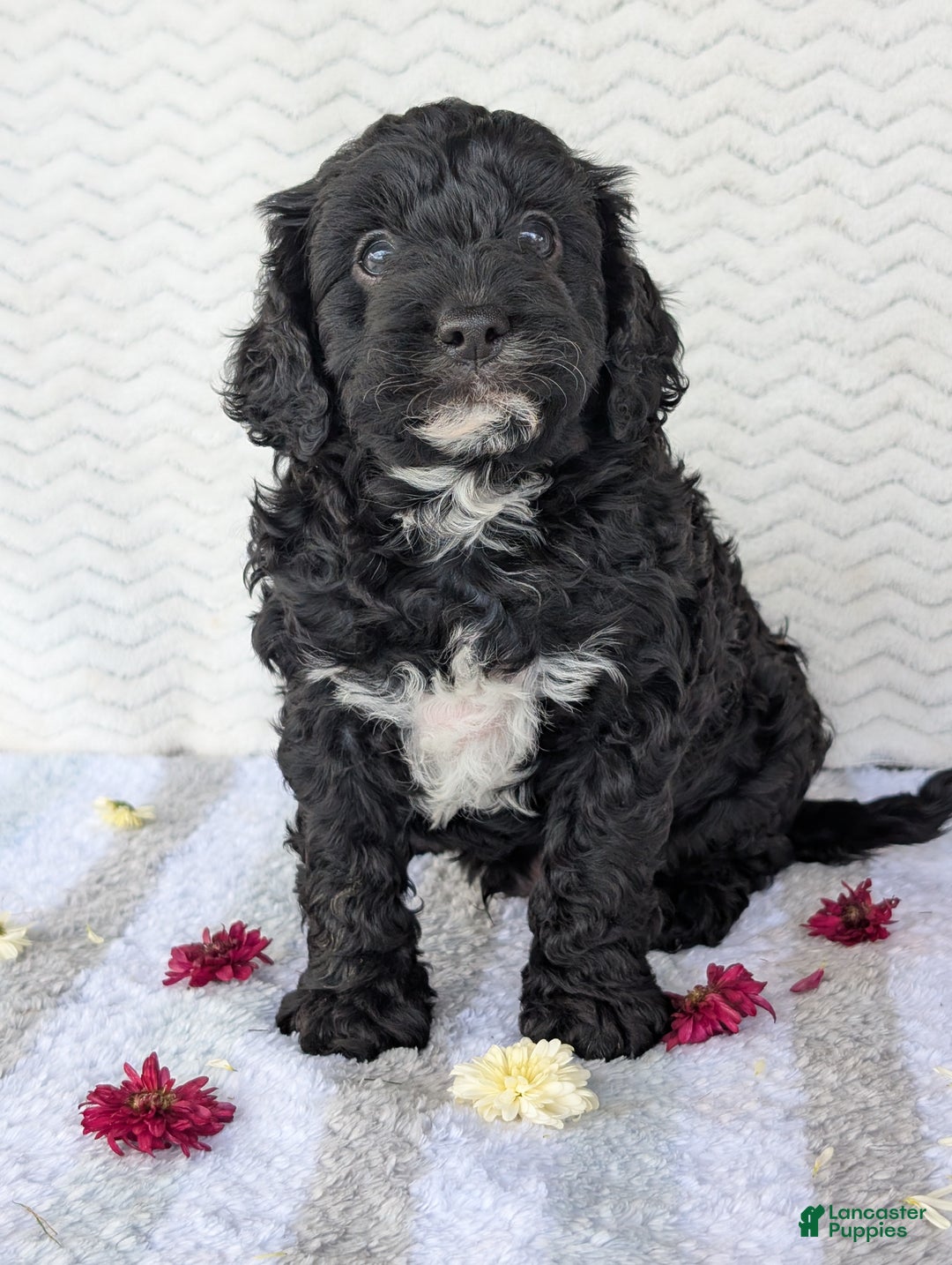 Cavapoo dogs for sale: Bodie - Ad 11