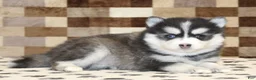 Pomsky dogs for sale: Ivan - Ad 2